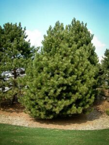 Сосна Чёрная (Pinus Nigra) купить по цене от 270.00р. в интернет-магазине «Посадика» с доставкой почтой в в Южно-Сухокумске и по всей России – [изображение №1].