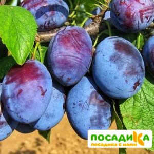 Слива Чачакская ранняя купить по цене от 229.00р. в интернет-магазине «Посадика» с доставкой почтой в в Южно-Сухокумске и по всей России – [изображение №1].