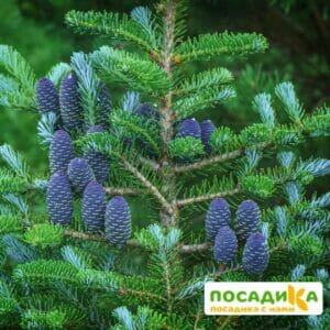 Пихта корейская (Abies koreana) купить по цене от 450.00р. в интернет-магазине «Посадика» с доставкой почтой в в Южно-Сухокумске и по всей России – [изображение №1].