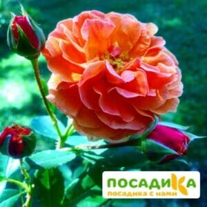 Роза Арабия купить по цене от 350.00р. в интернет-магазине «Посадика» с доставкой почтой в в Южно-Сухокумске и по всей России – [изображение №1].