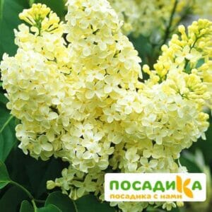 Сирень Примроуз (Primrose) купить по цене от 529.00р. в интернет-магазине «Посадика» с доставкой почтой в в Южно-Сухокумске и по всей России – [изображение №1].