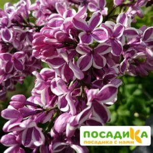 Сирень Сенсация купить по цене от 529.00р. в интернет-магазине «Посадика» с доставкой почтой в в Южно-Сухокумске и по всей России – [изображение №1].