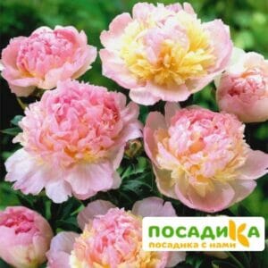 Пион Распберри Сандей (Paeonia Raspberry Sundae) купить по цене от 959р. в интернет-магазине «Посадика» с доставкой почтой в в Южно-Сухокумске и по всей России – [изображение №1].