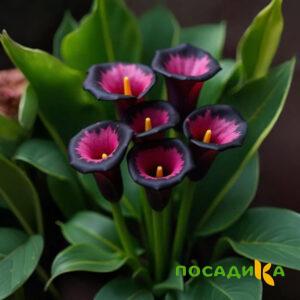 Калла Аура Лейс купить по цене от 400р. в интернет-магазине «Посадика» с доставкой почтой в в Южно-Сухокумске и по всей России – [изображение №1].