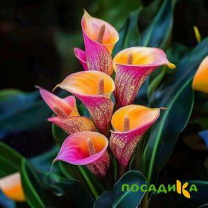 Калла Оникс купить по цене от 450р. в интернет-магазине «Посадика» с доставкой почтой в в Южно-Сухокумске и по всей России – [изображение №1].