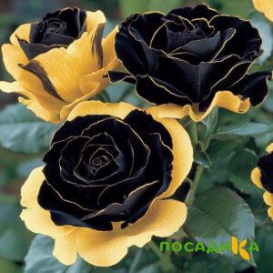 Роза Ханни Сикл купить по цене от 700р. в интернет-магазине «Посадика» с доставкой почтой в в Южно-Сухокумске и по всей России – [изображение №1].