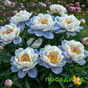 Пион акварельный Этюд купить по цене от 806р. в интернет-магазине «Посадика» с доставкой почтой в в Южно-Сухокумске и по всей России – [изображение №1].