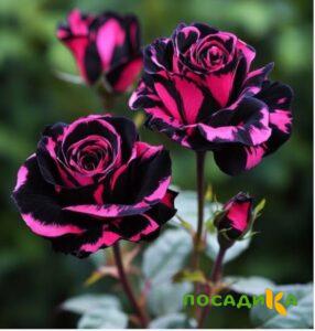 Роза Багровый Шепот купить по цене от 366р. в интернет-магазине «Посадика» с доставкой почтой в в Южно-Сухокумске и по всей России – [изображение №1].