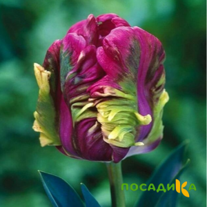 Тюльпан Экзотик Хэвен купить по цене от 186р. в интернет-магазине «Посадика» с доставкой почтой в в Южно-Сухокумске и по всей России – [изображение №1].