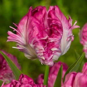 Тюльпан махровый Кул Кристал купить по цене от 400р. в интернет-магазине «Посадика» с доставкой почтой в в Южно-Сухокумске и по всей России – [изображение №1].